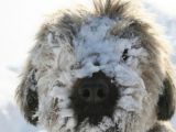 Bunte-Hunde