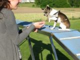 EK-Kleine-Hunde