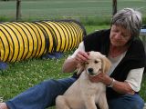 welpen