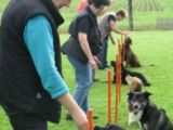 EK's / Familienhunde
